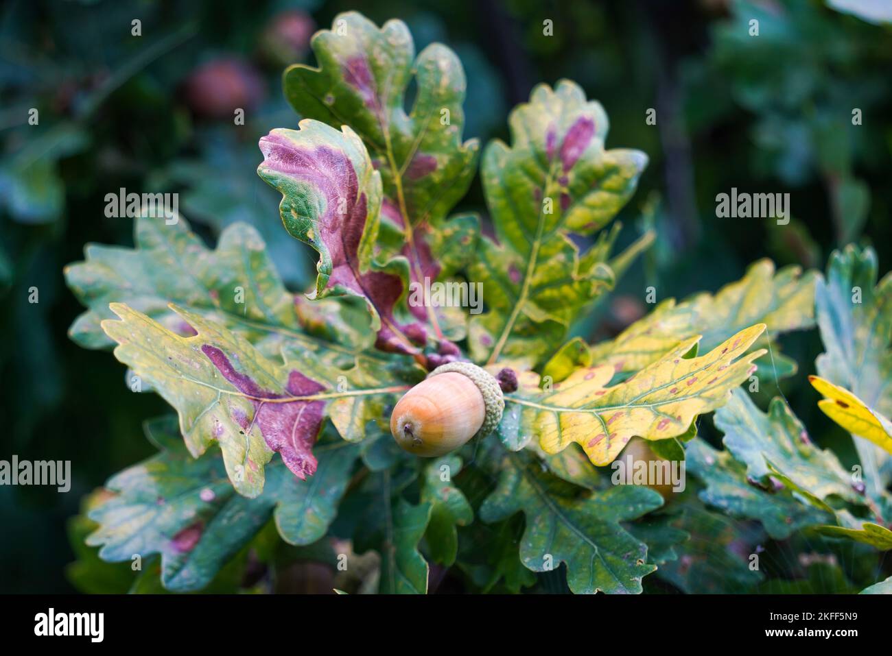 Acorns, Autumn, Fall, on leaf, Oak trees, ripe, about to fall
