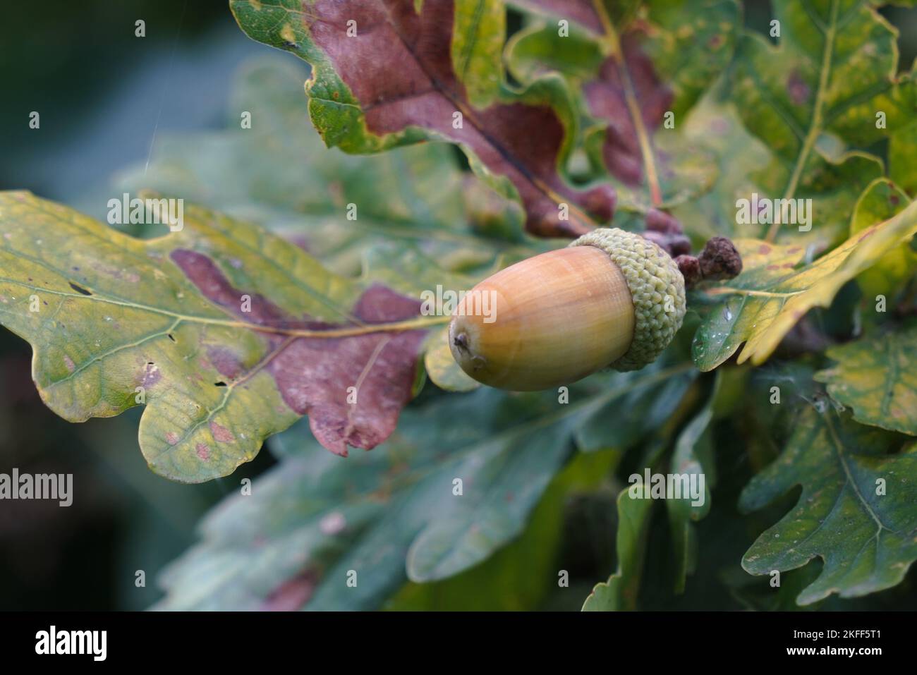 Acorns, Autumn, Fall, on leaf, Oak trees, ripe, about to fall