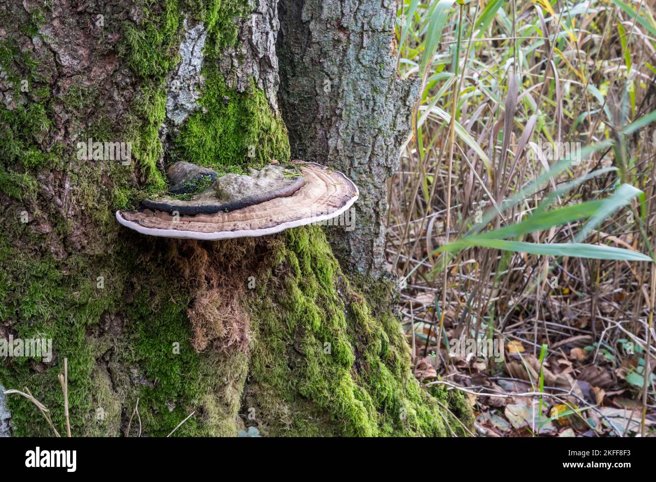 Turkeytail bracket fungus, Trametes versicolor, growing on a tree trunk at Sculthorpe Moor Nature Reserve in Norfolk. Stock Photo