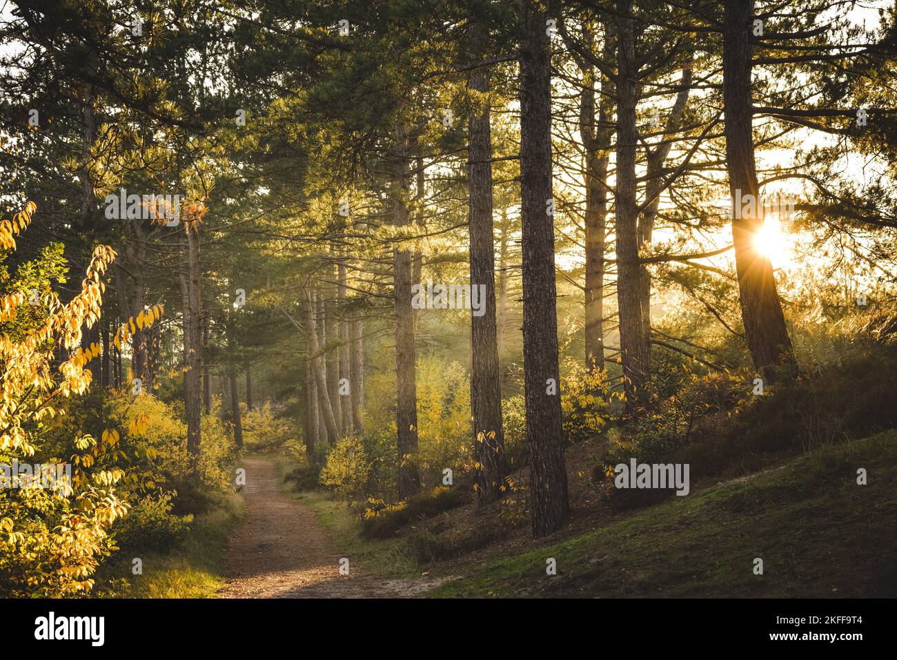 Beautiful shot pathway forest hi-res stock photography and images - Alamy