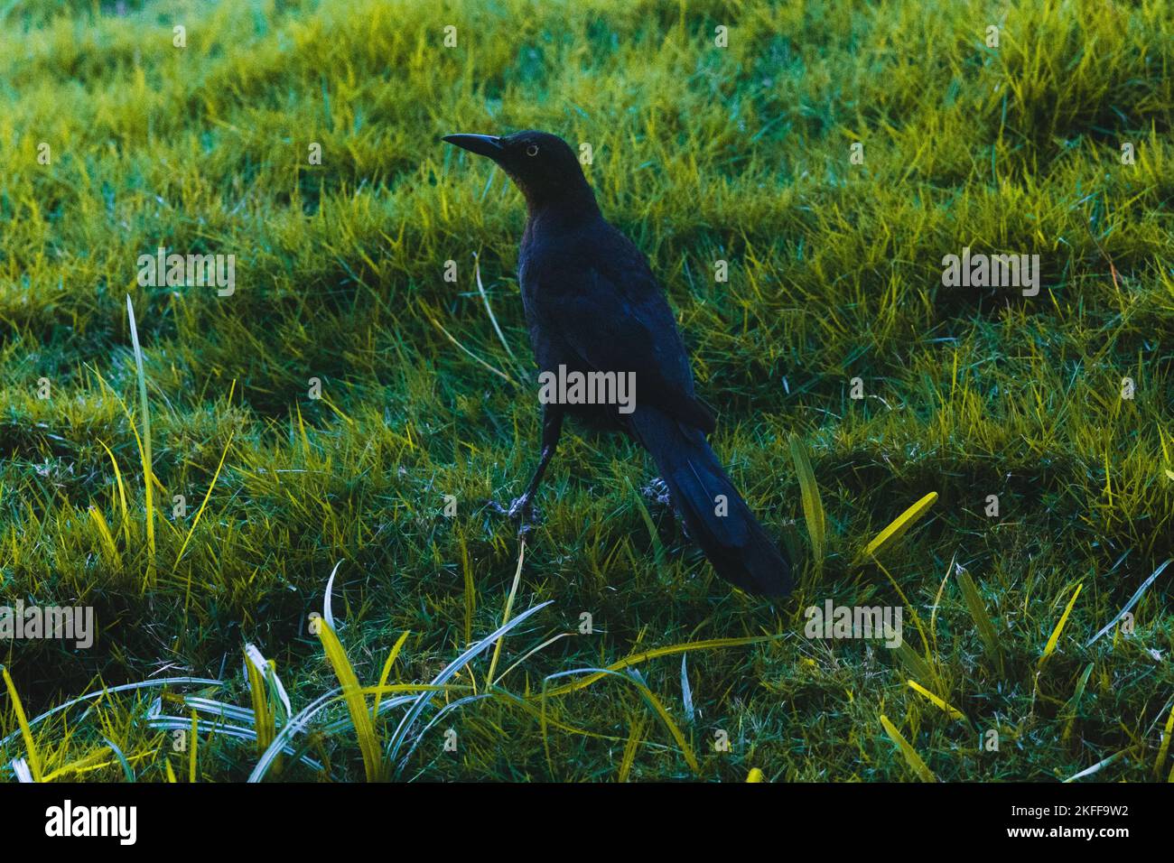 A Nicaraguan grackle standing on the green field and looking aside turned back to the camera Stock Photo