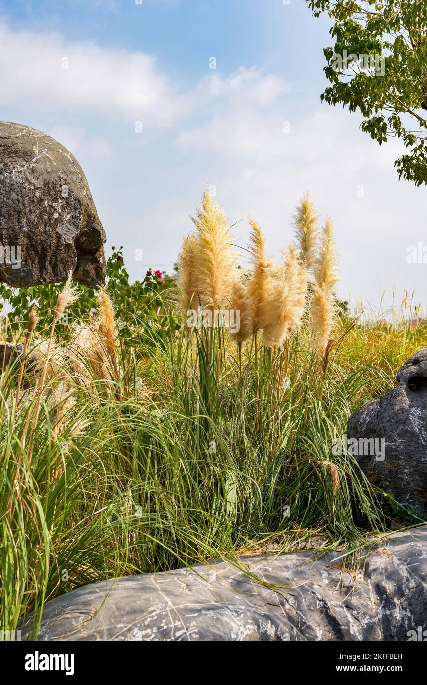 Lush reeds and dogtail grass planted along the river bank Stock Photo