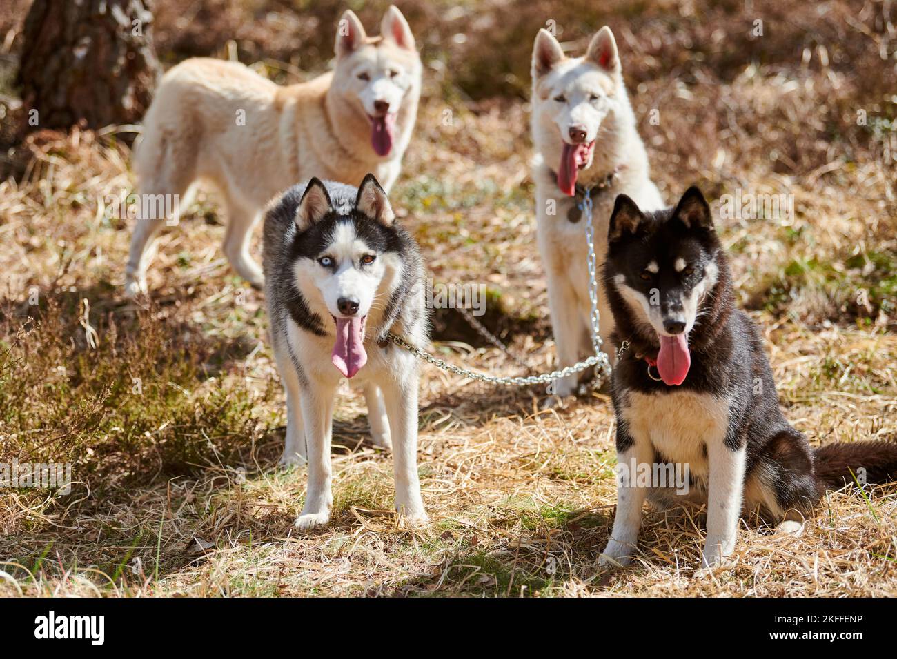 Four Siberian Husky dogs stands on forest grass, full size Husky dogs