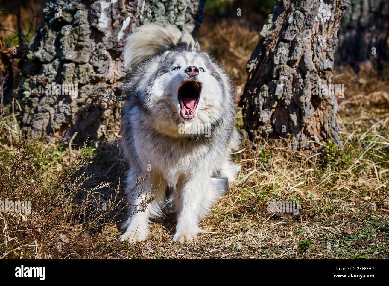 Portrait of a furious gray wolf. Angry wolf roaring isolated on