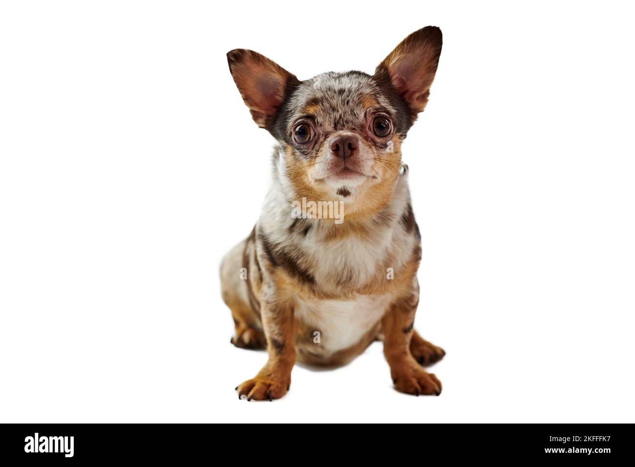 Fat pregnant short haired chihuahua dog with big ears isolated on white background, cute adorable little chihuahua dog. Funny brown pregnant chihuahua Stock Photo