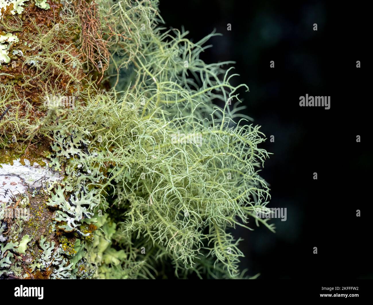 selective focus of usnea barbata lichen on a trunk in the woods with blurred background Stock Photo