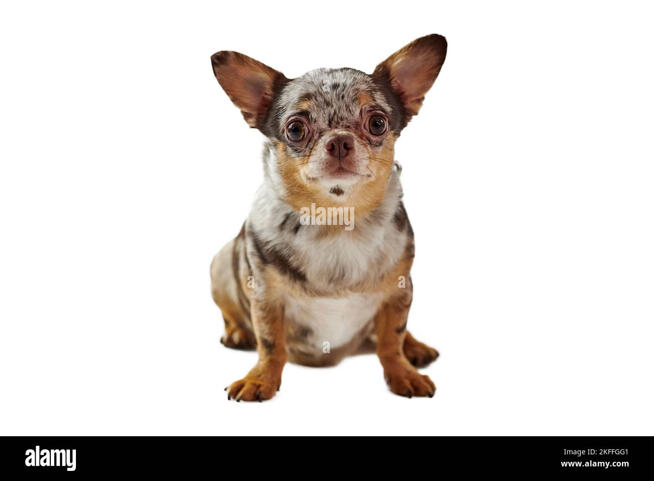 Fat pregnant short haired chihuahua dog with big ears isolated on white background, cute adorable little chihuahua dog. Funny brown pregnant chihuahua Stock Photo