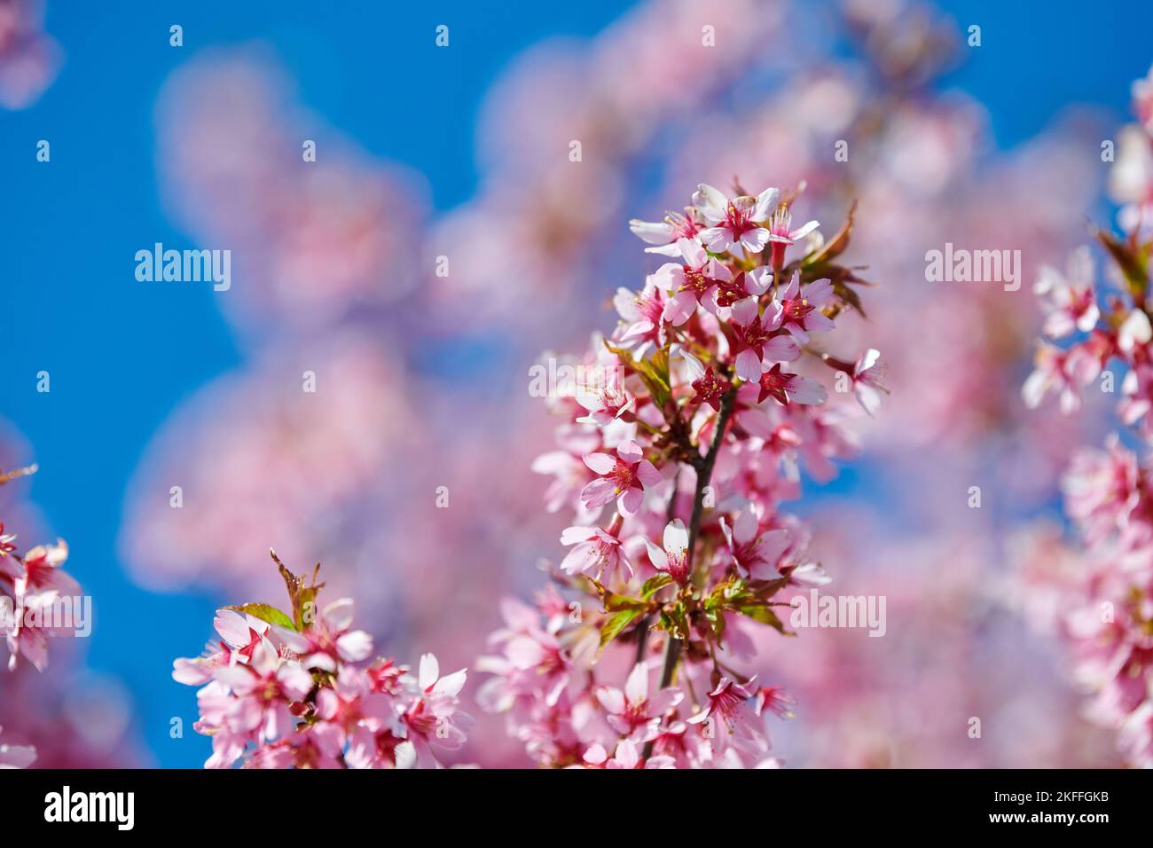 Pink sakura blossom, beautiful pink flowers of japanese cherry tree on ...
