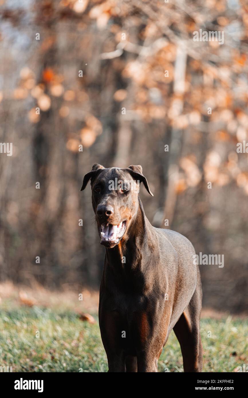 A selective focus shot of a Dobermann with its mouth open, standing in an autumn park Stock Photo