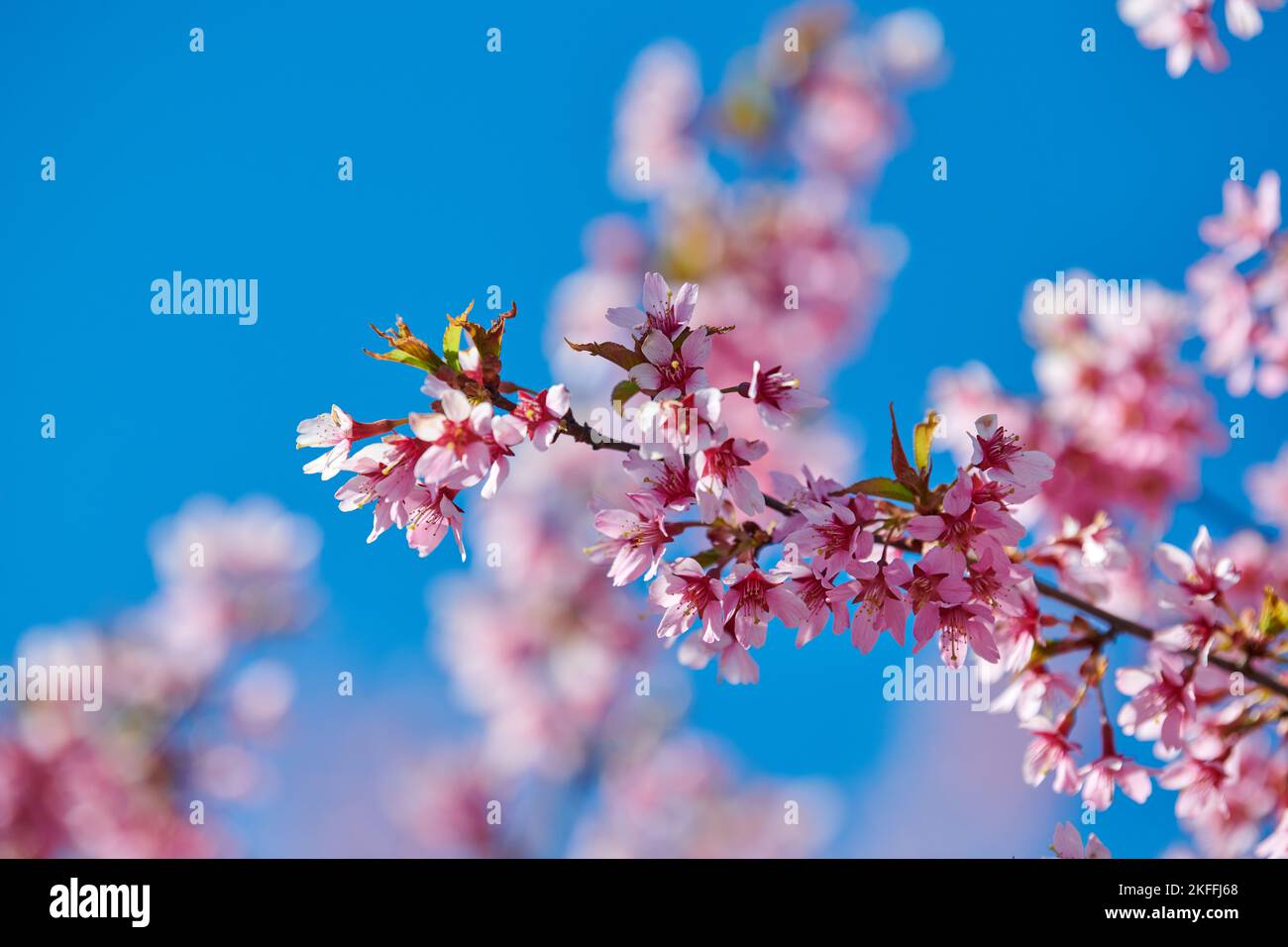 Pink sakura blossom, beautiful pink flowers of japanese cherry tree on ...