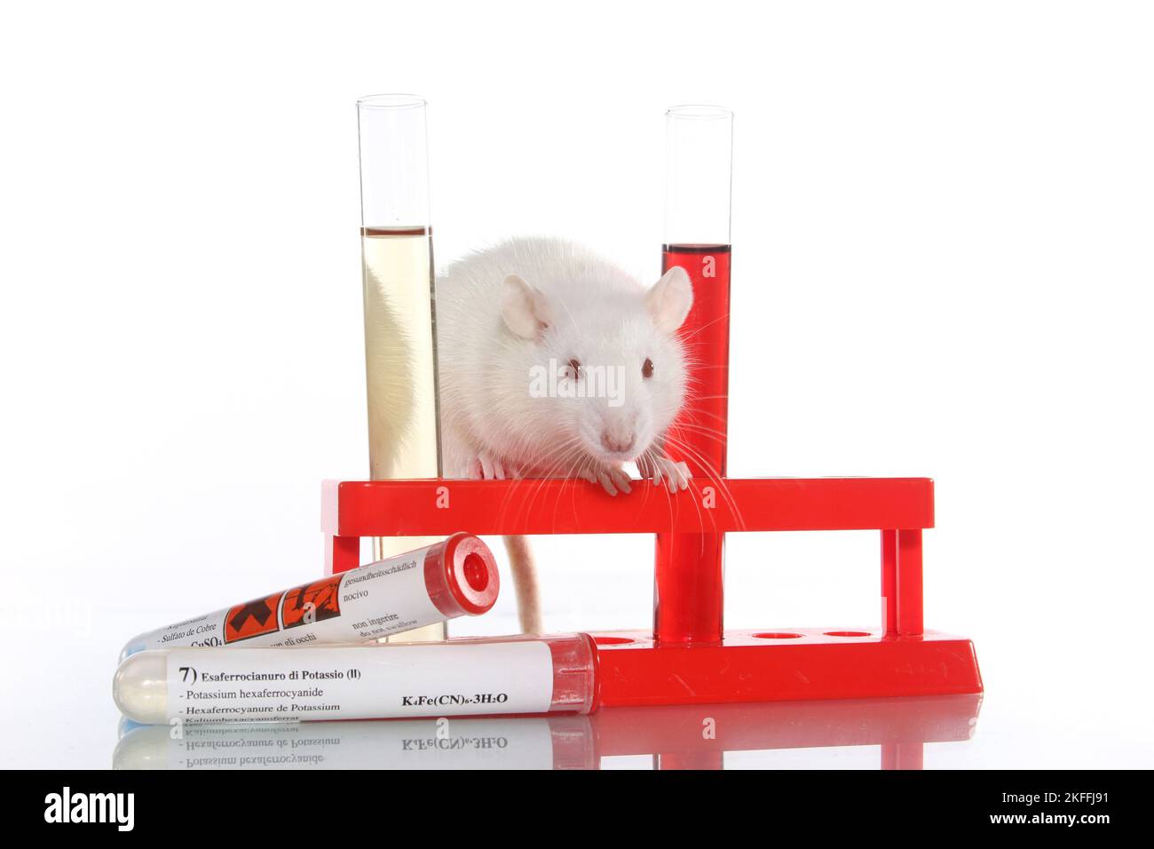 fancy rat Stock Photo