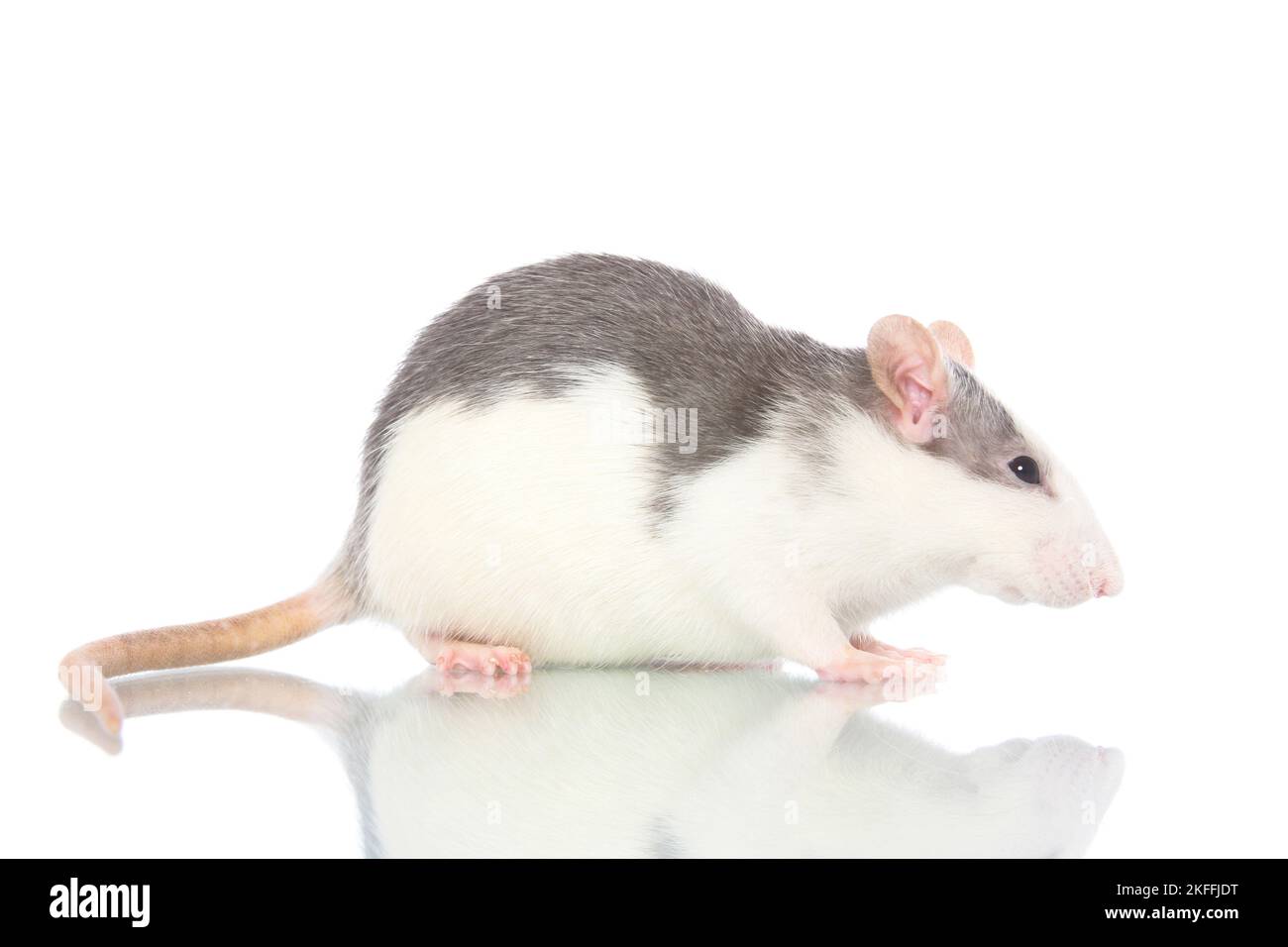 fancy rat on white background Stock Photo - Alamy