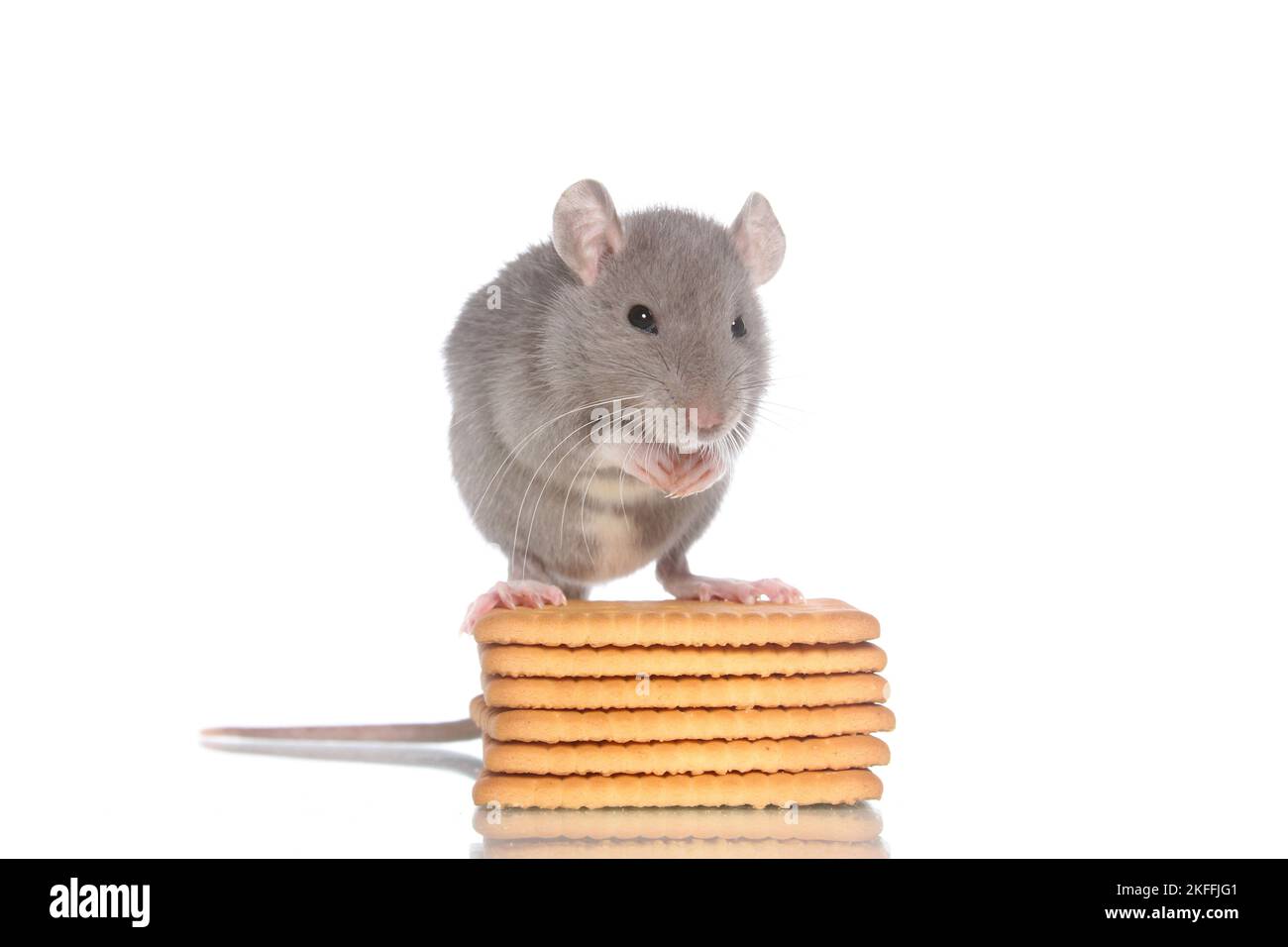 Rat rats come out to feed hires stock photography and images Alamy