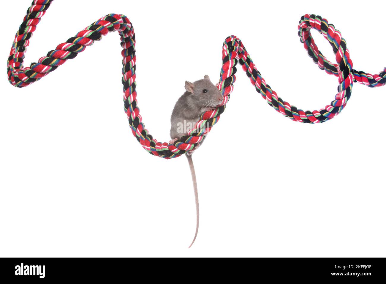 Rope climbing indoor Cut Out Stock Images & Pictures Alamy