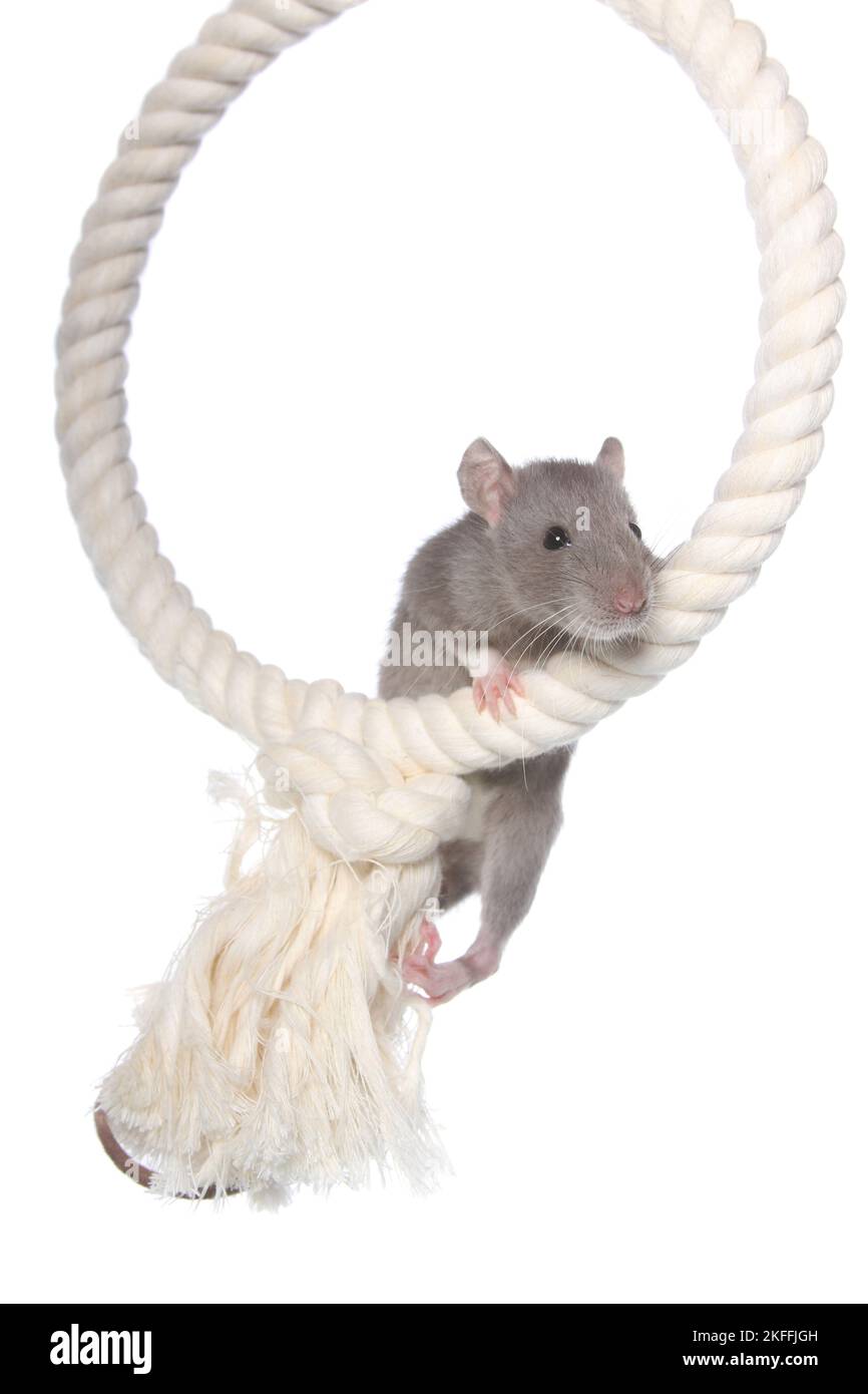 Rope climbing indoor Cut Out Stock Images & Pictures Alamy