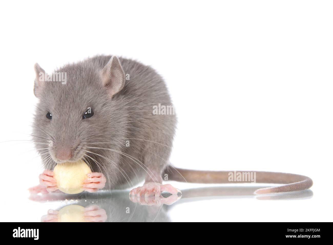 Rats gnawing hi-res stock photography and images - Alamy