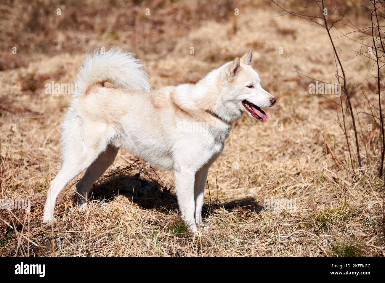 Siberian Husky dog stands on dry grass, full size Husky dog profile