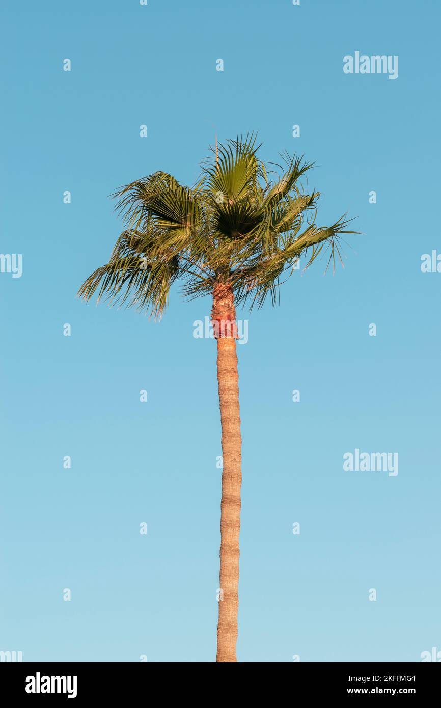 Lone palm tree in in daylight, wind blowing the palm leaves at a tropical beach Stock Photo