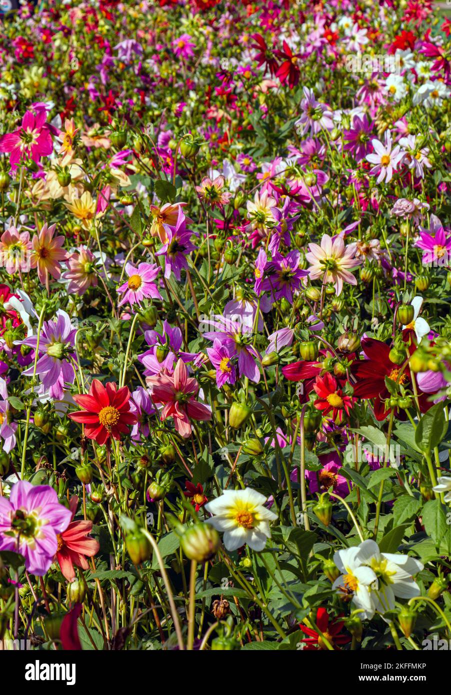 Flowers in Indian spring in New Delhi at Sunder Nursery Stock Photo - Alamy