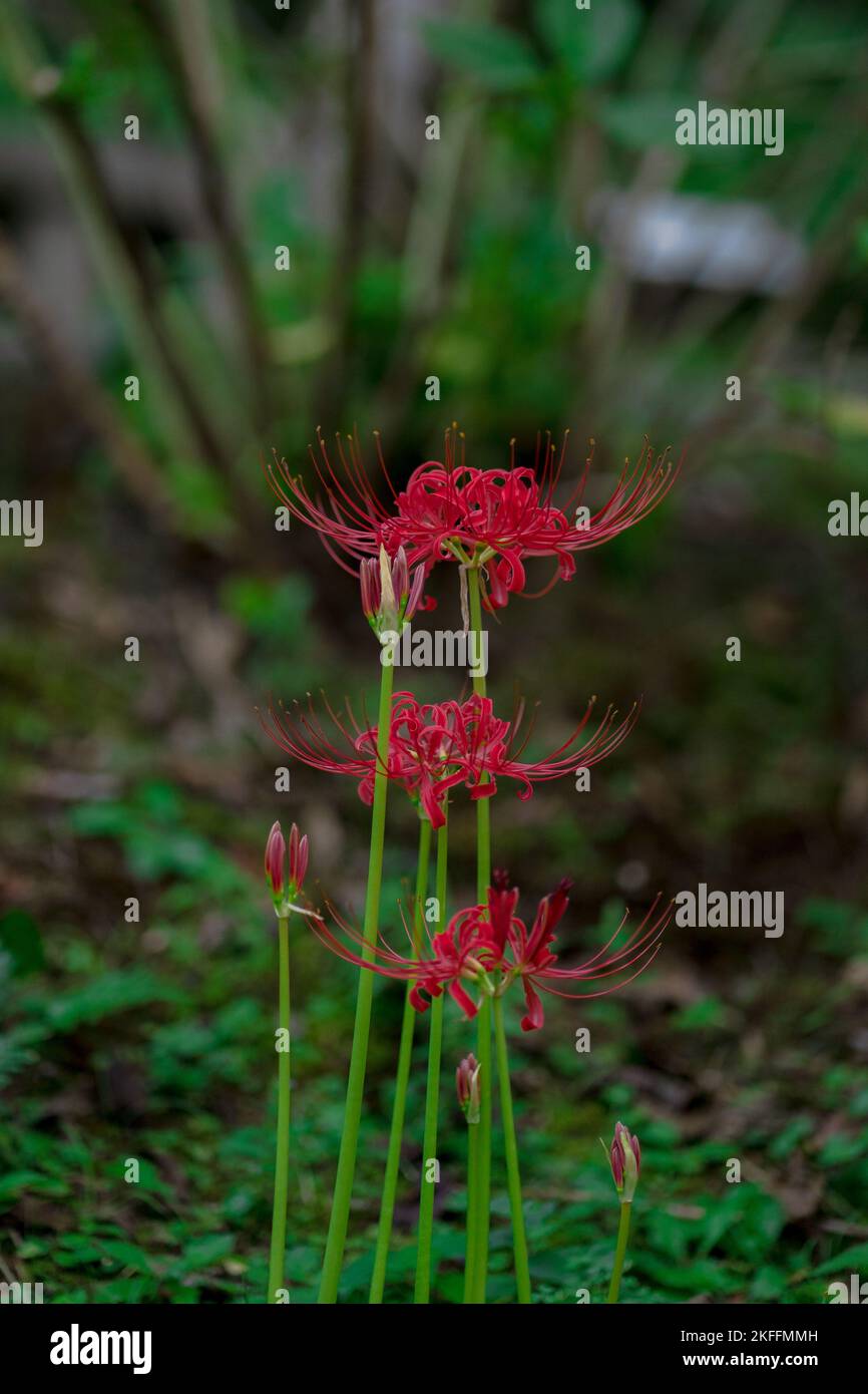 A beautiful shot of lycoris Radiata red flower in Kyoto in Japan Stock