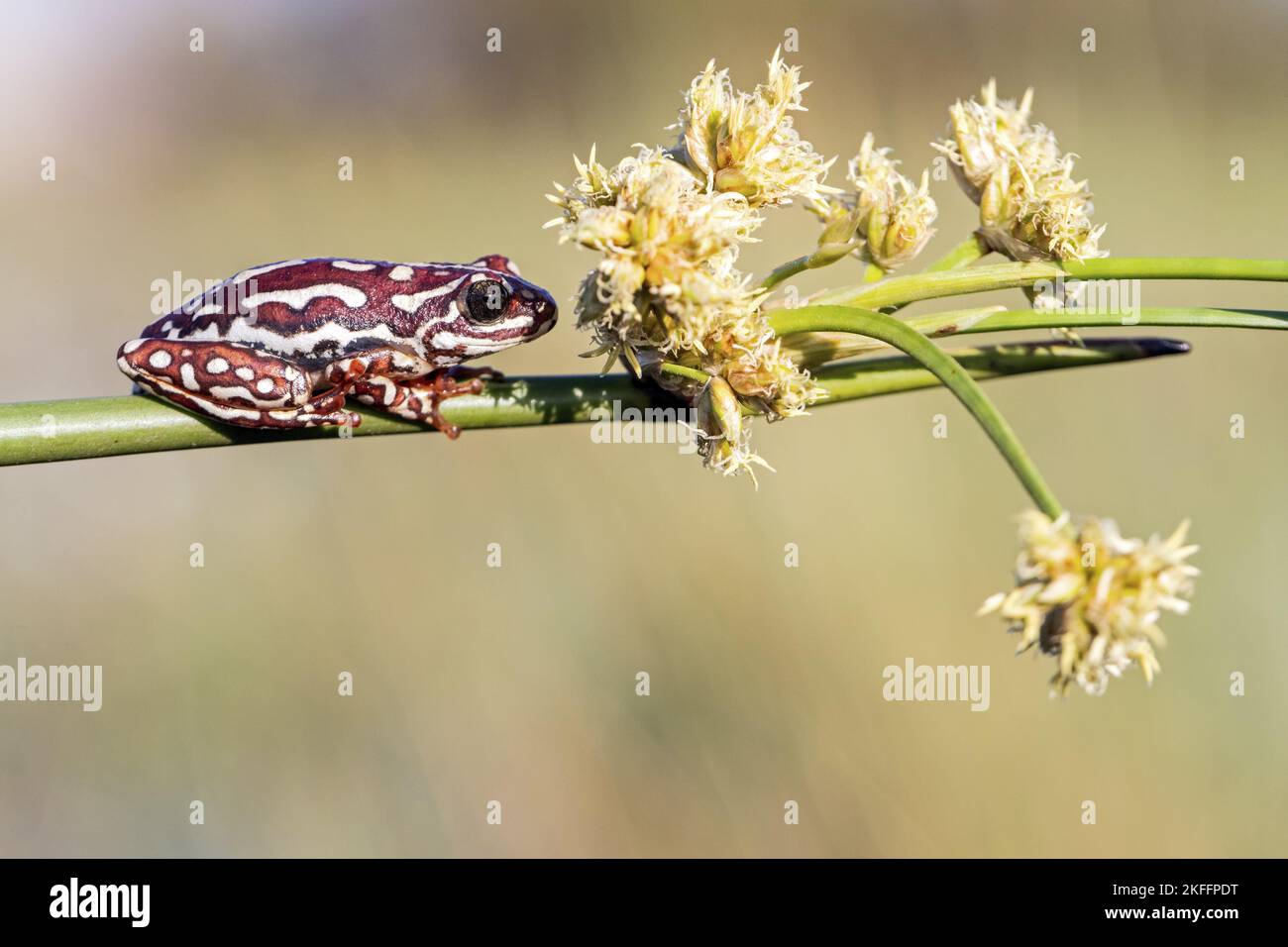 painted reed frog Stock Photo