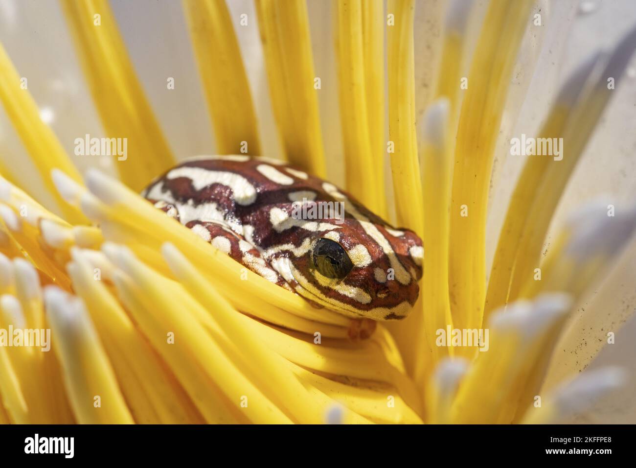 painted reed frog Stock Photo