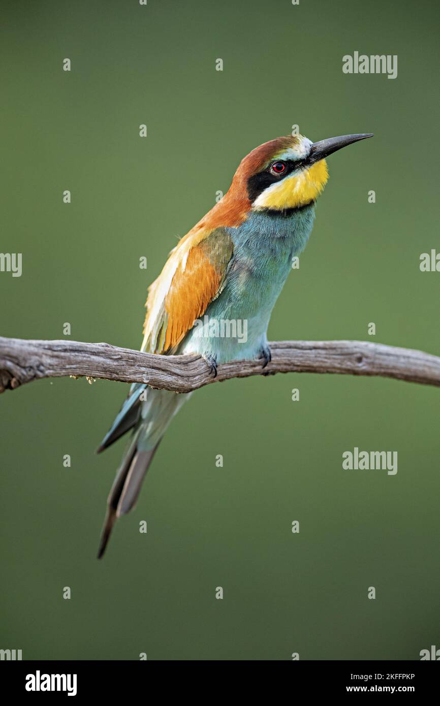European bee-eater Stock Photo