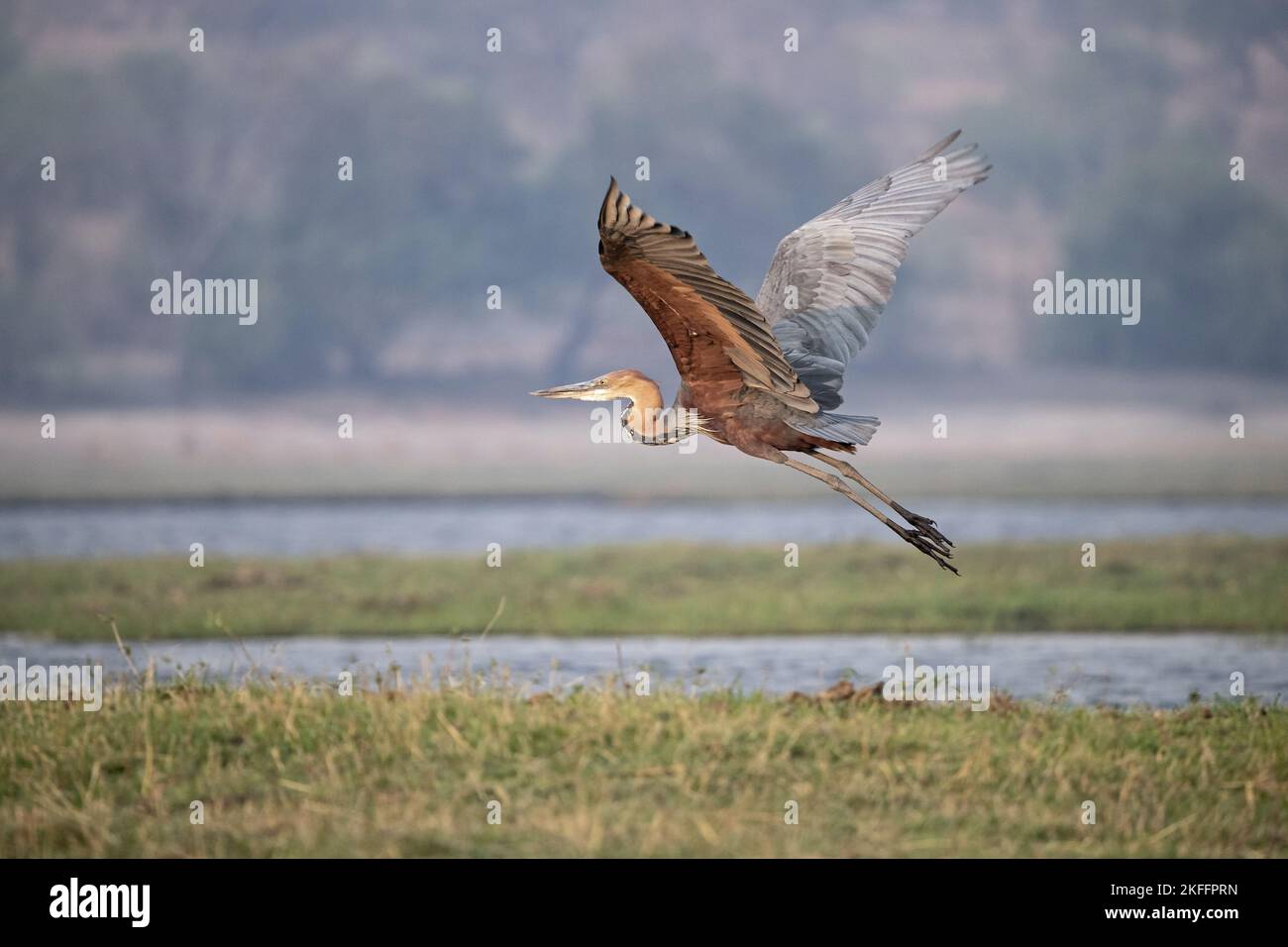 flying Goliath Heron Stock Photo