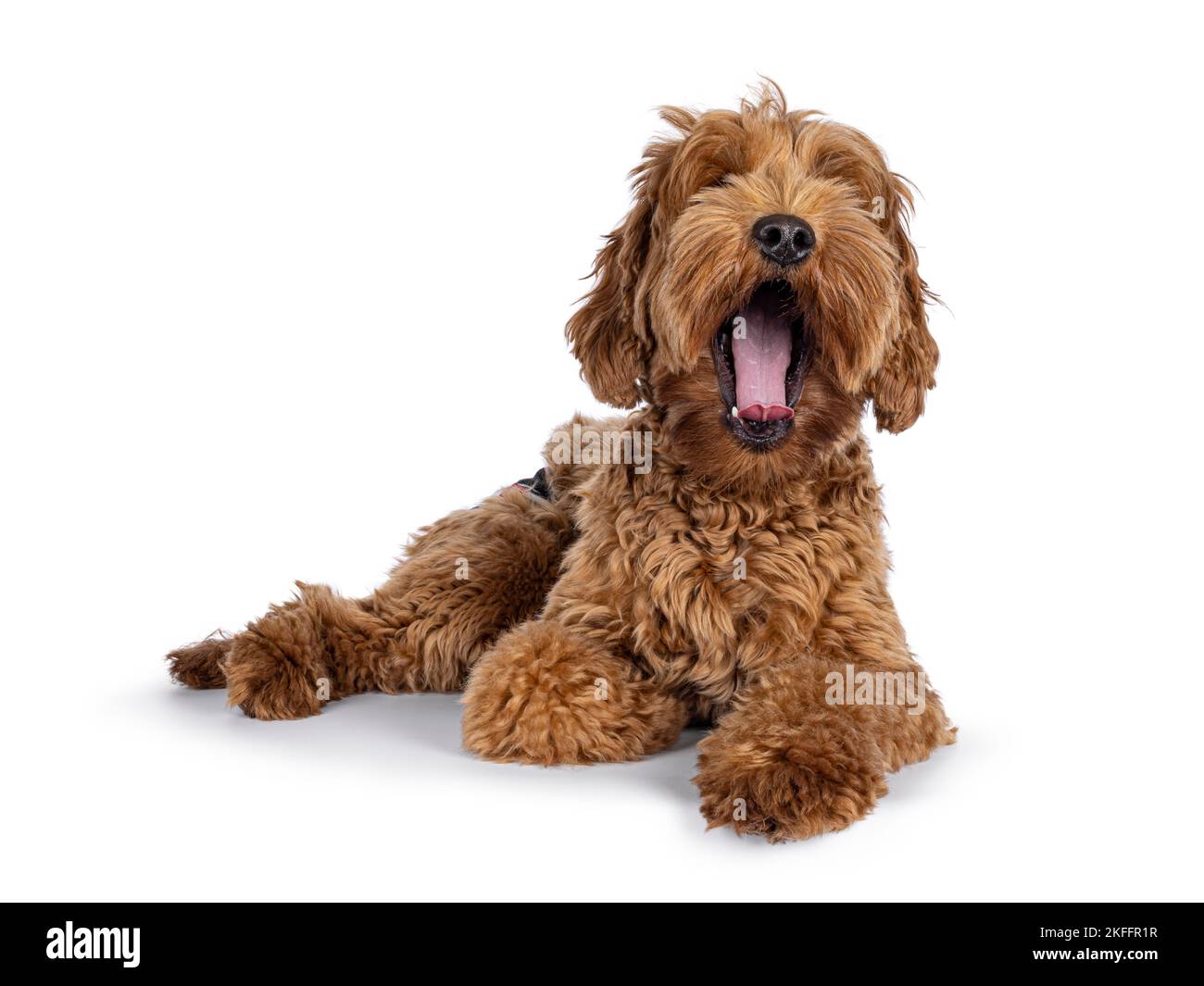 Cute young Cobberdog aka Labradoodle dog puppy. Laying down, face turned to camera yawning