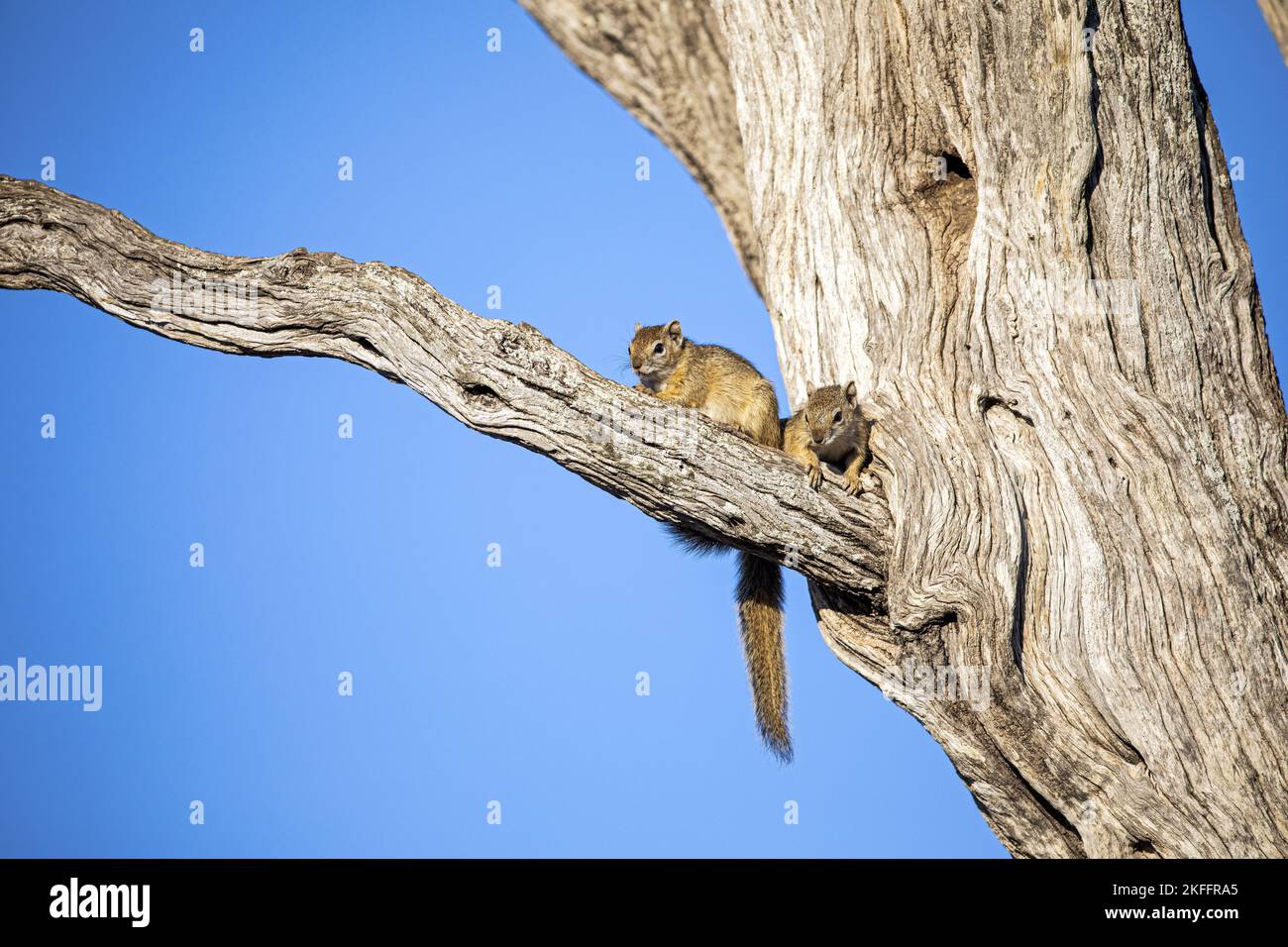 sitting Smith's Bush Squirrels Stock Photo