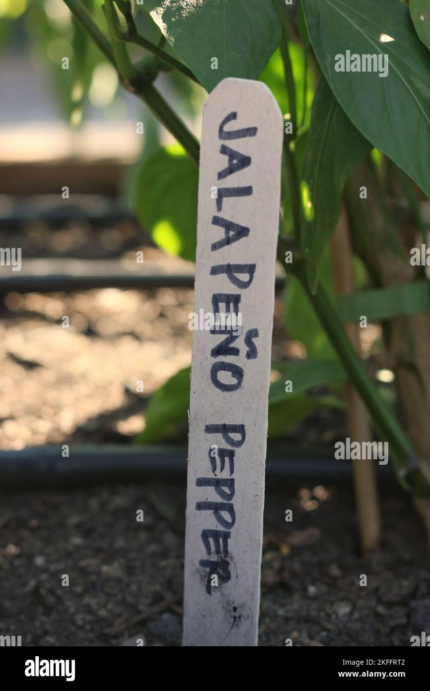 Plastic garden stake with typical handwritten crop designation area Stock Photo Alamy