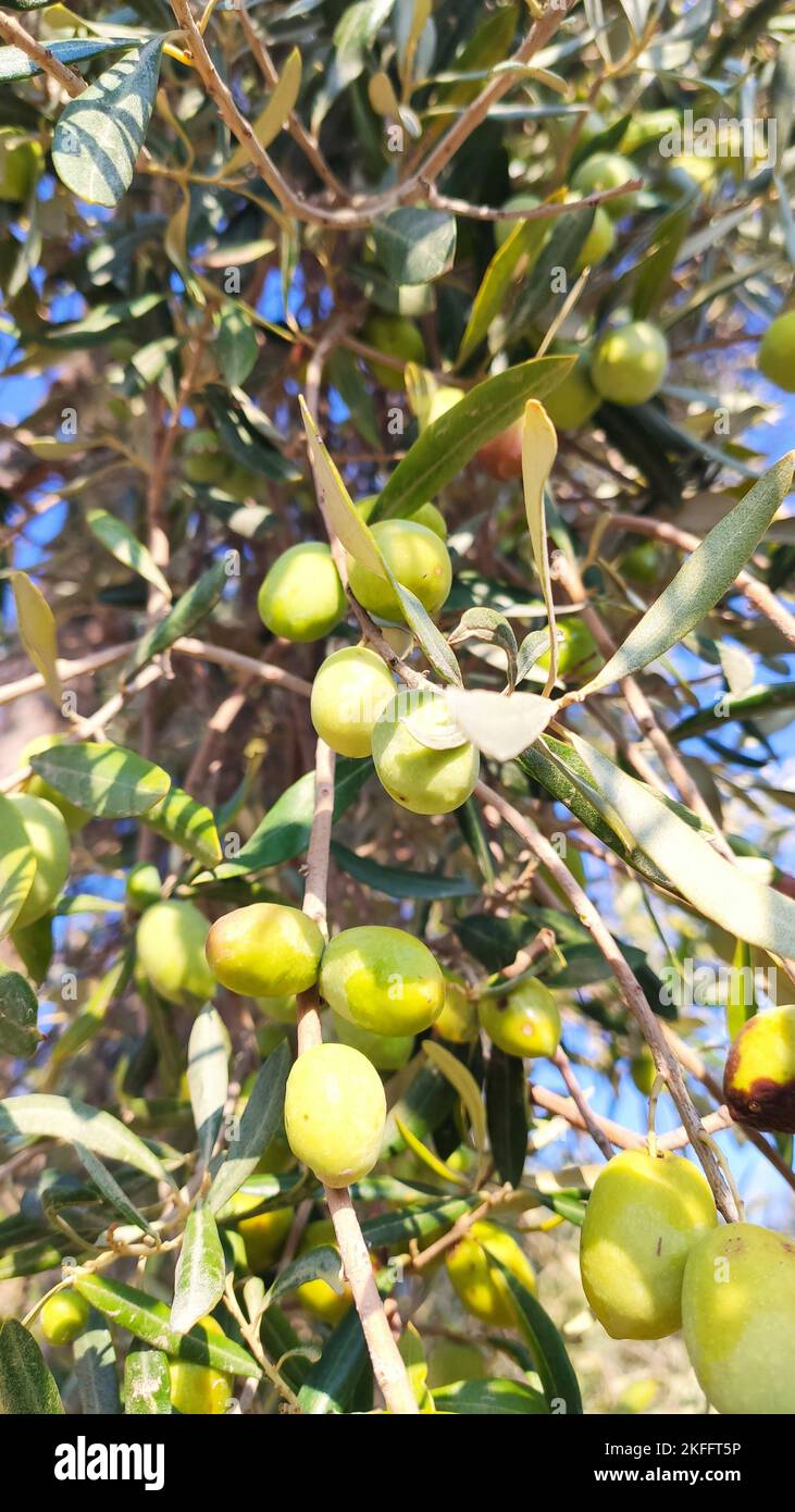 Green olives on branch with blue sky background Stock Photo