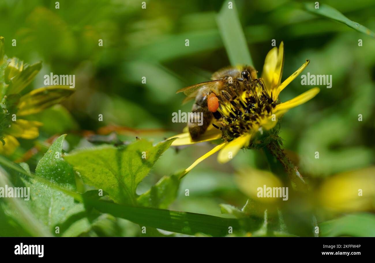 Western honey bee wing hi-res stock photography and images - Alamy