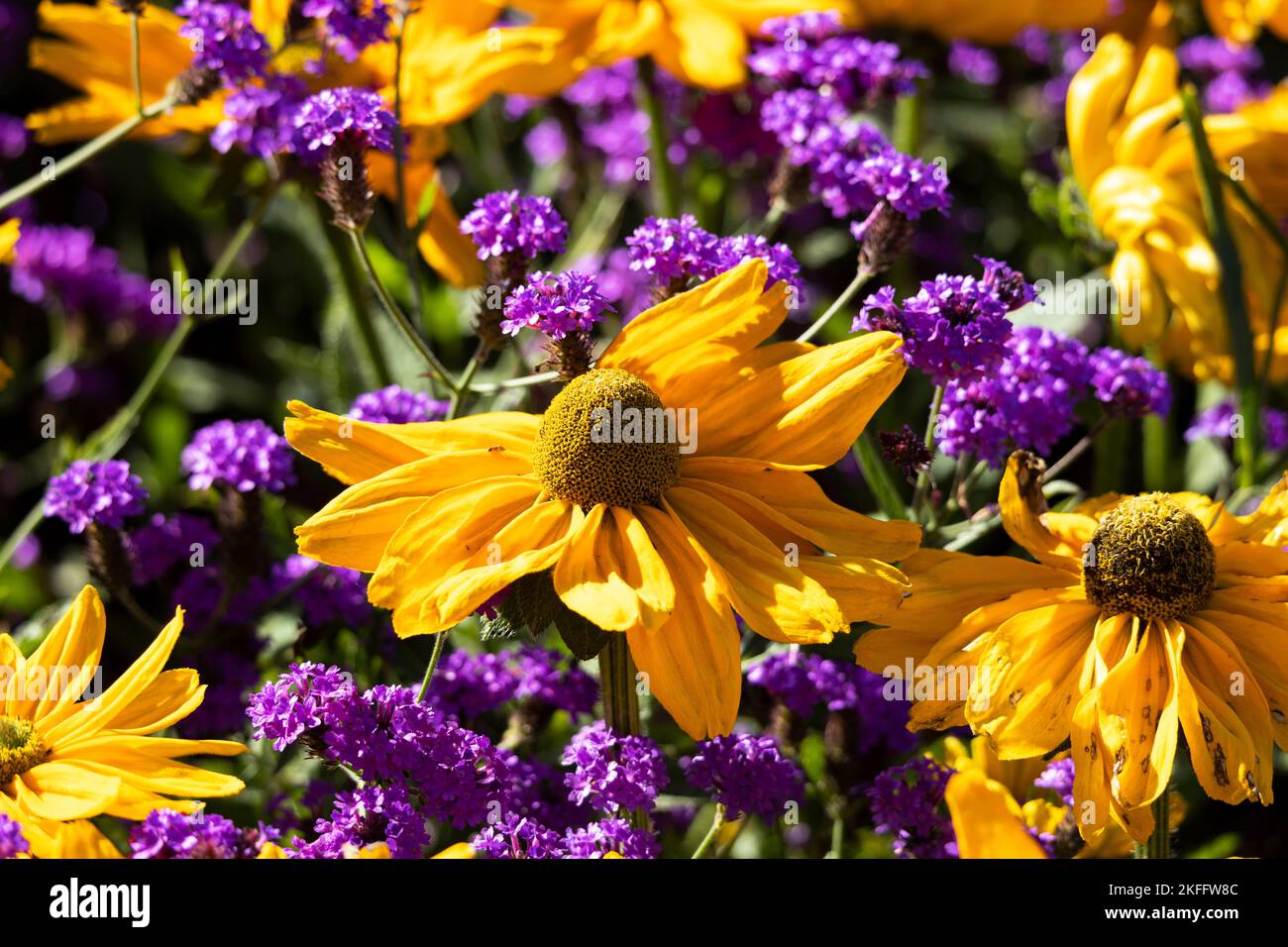 The contrast between the golden yellow Cone Flower and the purple Mealy