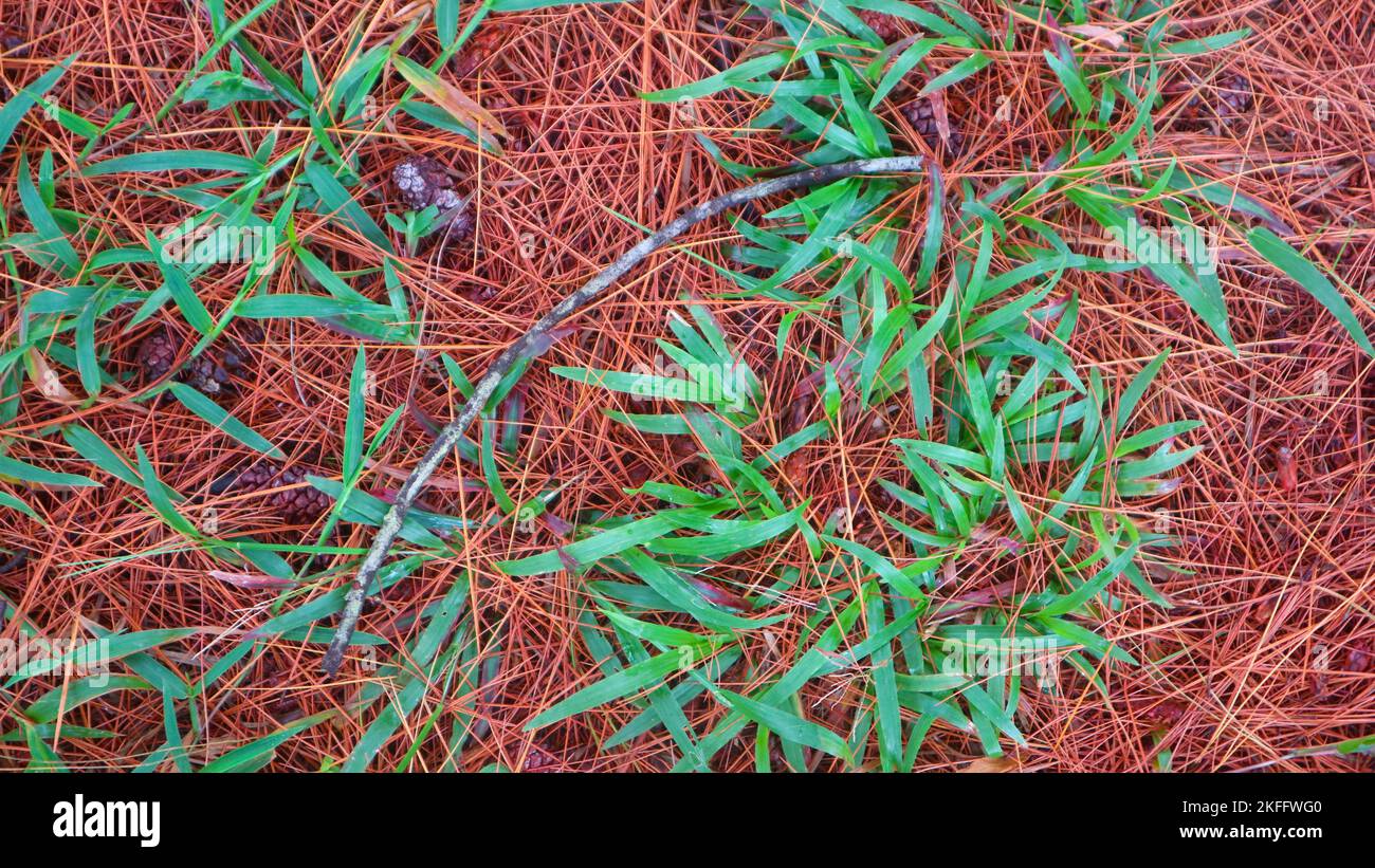 dry pine leaves as background Stock Photo Alamy