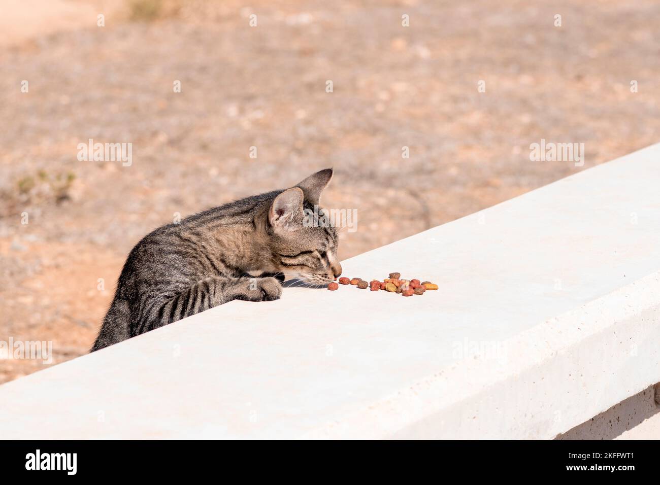 Hungry and shy feral stray tabby cat finding and sniffing cat food left