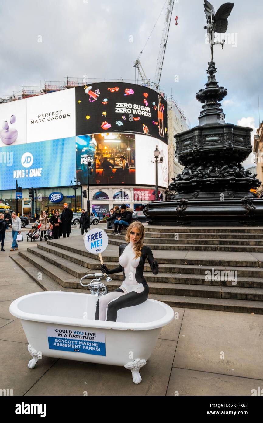 London, UK. 18th Nov, 2022. Love Island star Faye Winter (as part of a PETA protest) is body-painted as an orca and confines herself to a cramped bathtub in Piccadilly Circus to urge the many 'Brits planning getaways to skip marine parks that hold orcas and other dolphins in tanks that, to them, are the size of a bathtub'. As part of the campaign Jet2holidays - an official partner of Love Island - will be asked to stop promoting marine parks, like Tenerife's Loro Parque, in line with many other major travel companies. Credit: Guy Bell/Alamy Live News Stock Photo