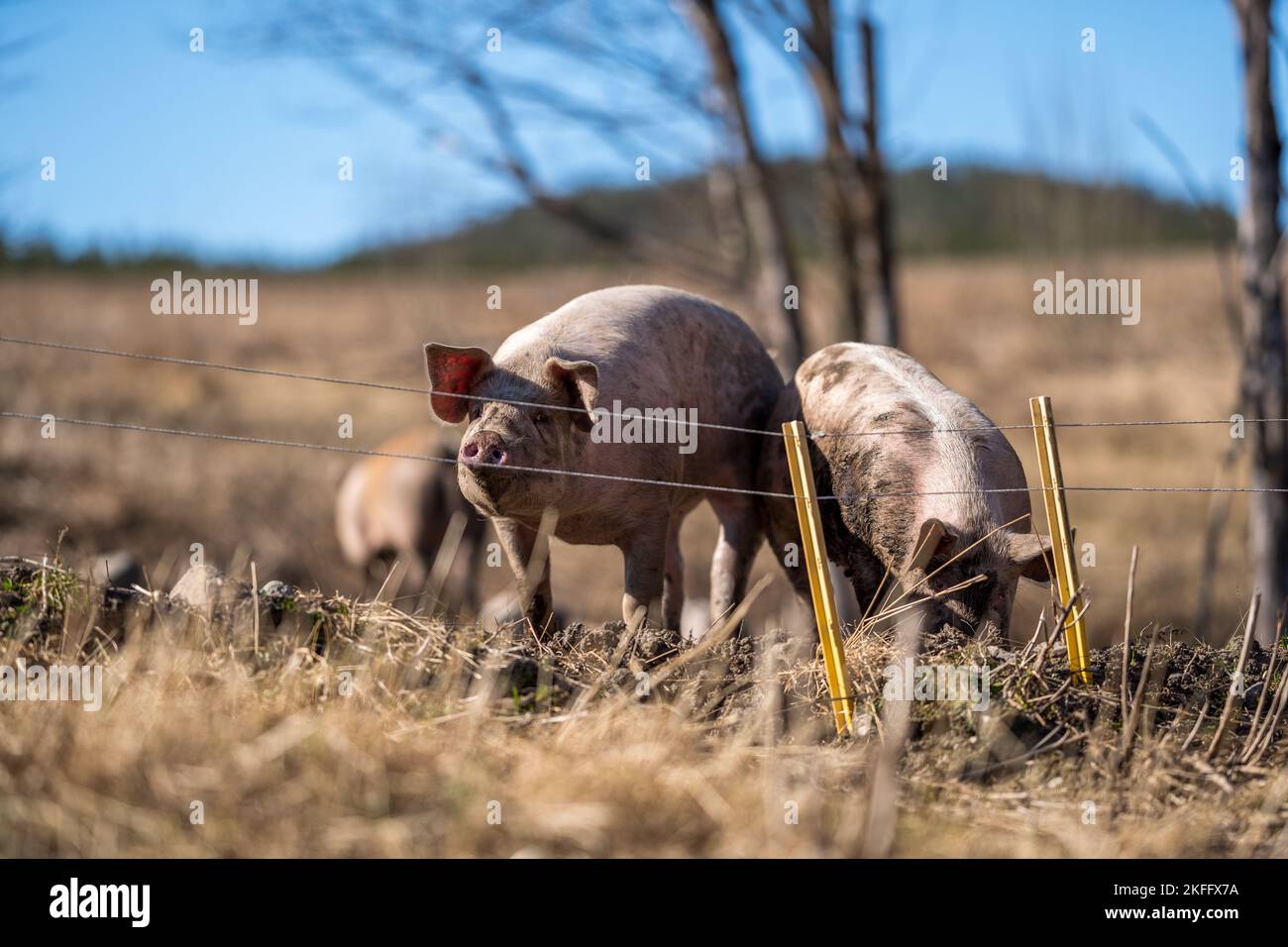 An American Yorkshire pig mother with its piglets on the farm, sunlit