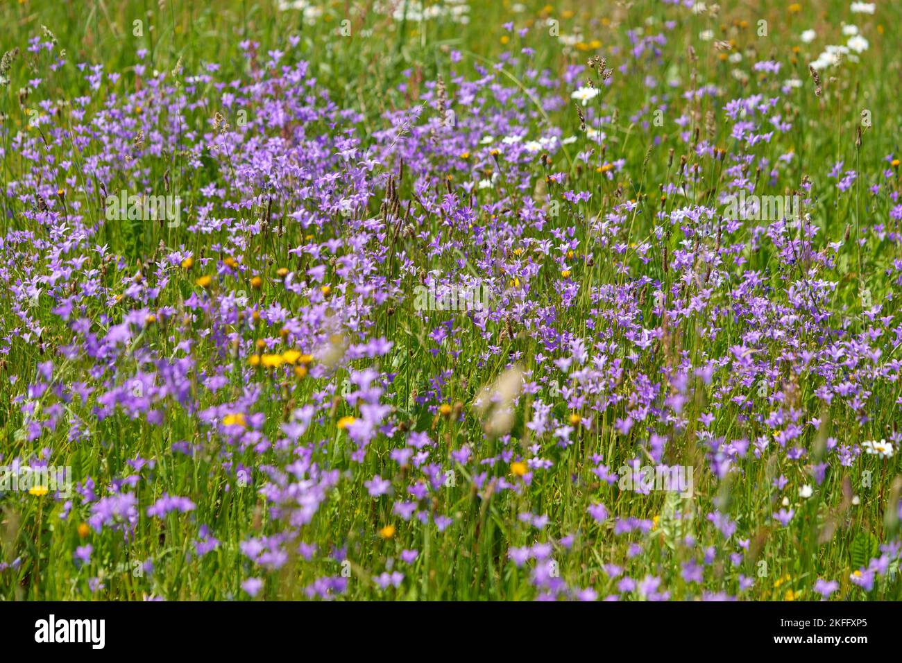 The purple flowers growing in the green field Stock Photo - Alamy