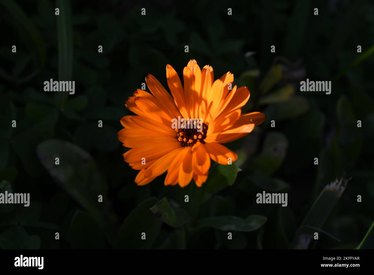 An orange flower in the evening sun in California. Stock Photo