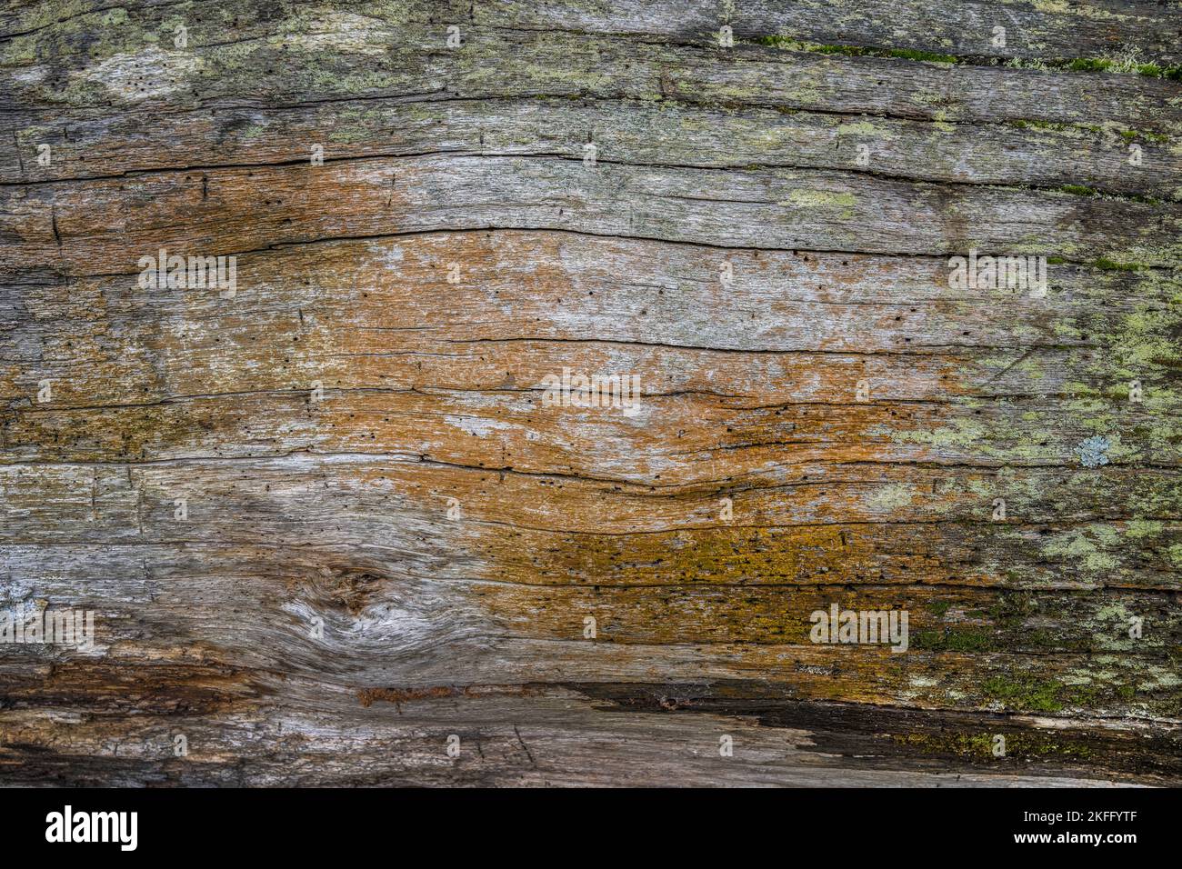There is beauty in natures rotting wood from fungi to woodworm and wet