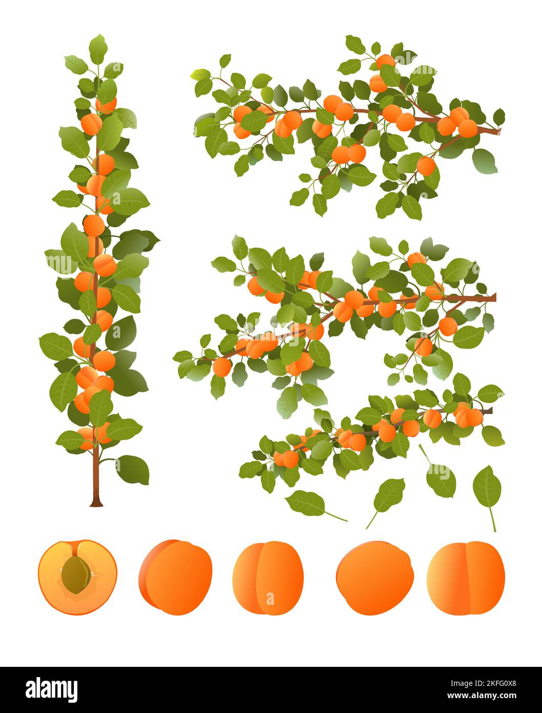 Set of apricot tree branches with ripe fruits. Garden plant with edible harvest. Isolated on