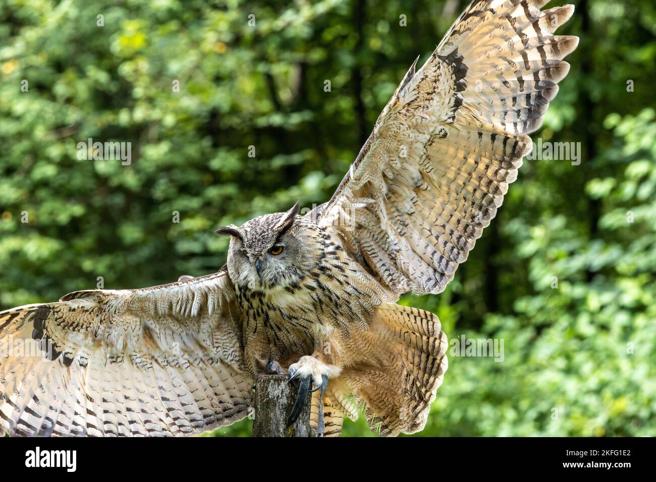 The Siberian eagle owl, bubo bubo sibiricus is the biggest owl in the ...