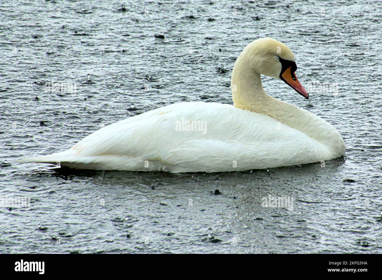 Avian influenza protection hires stock photography and images Alamy