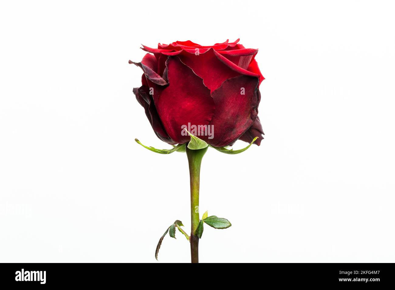Closeup of a beautiful single eternal red rose on a white background Stock Photo