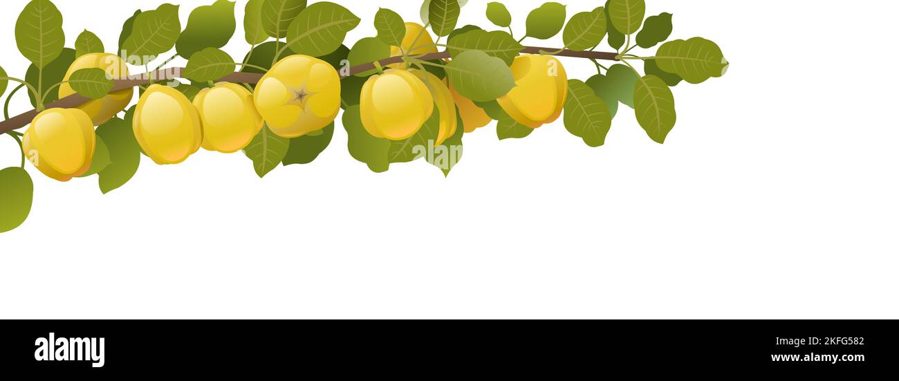 Tree branch quince with ripe fruits. Garden plant with edible harvest