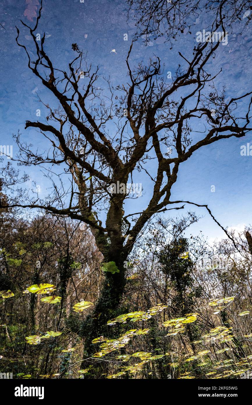 Surreal Abstract Autumnal tree reflected in a canal. Inverted image. Stock Photo