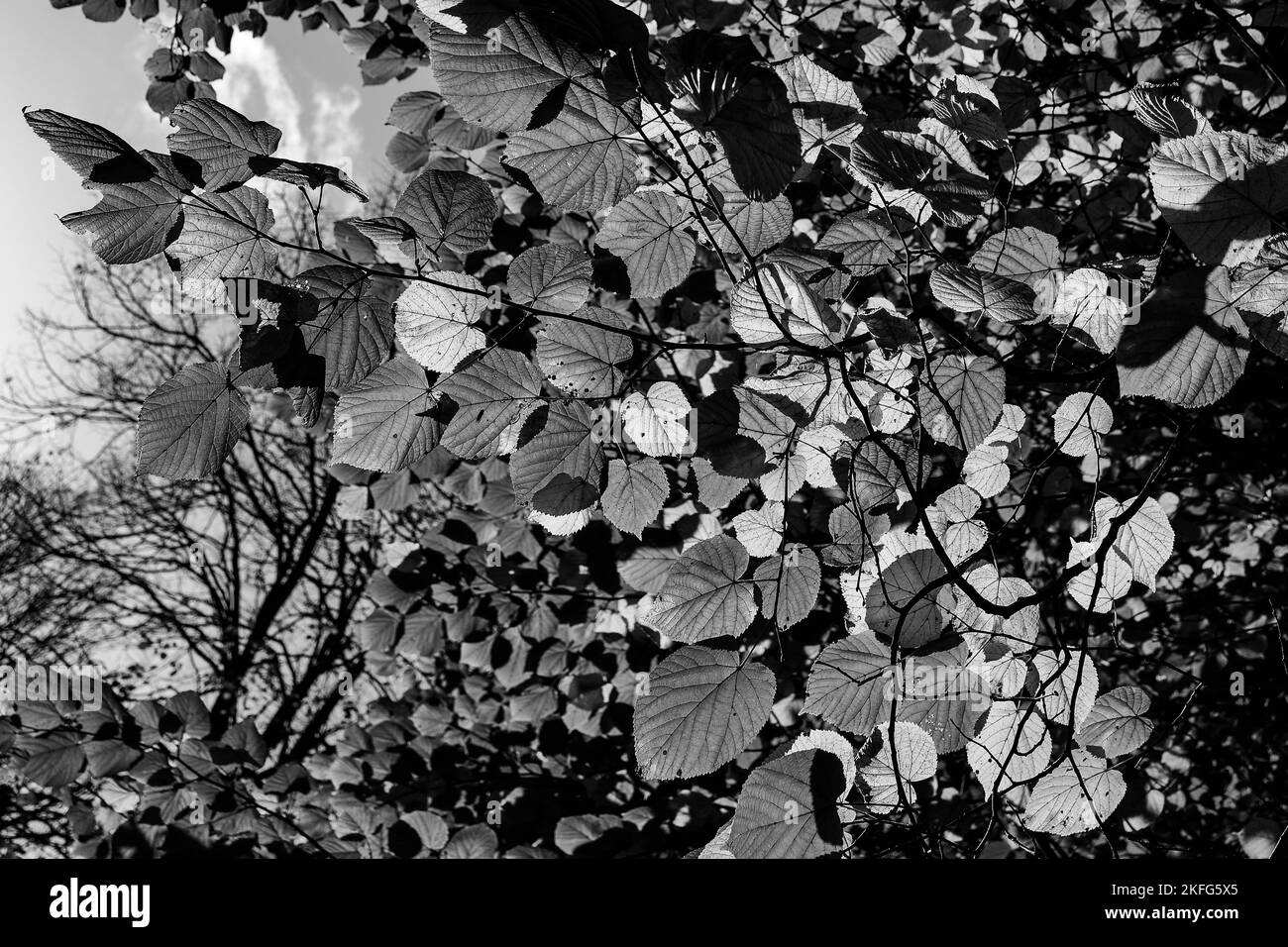 Green leaves lit by autumn sunlight against a blue sky. Black and white photograph. Stock Photo