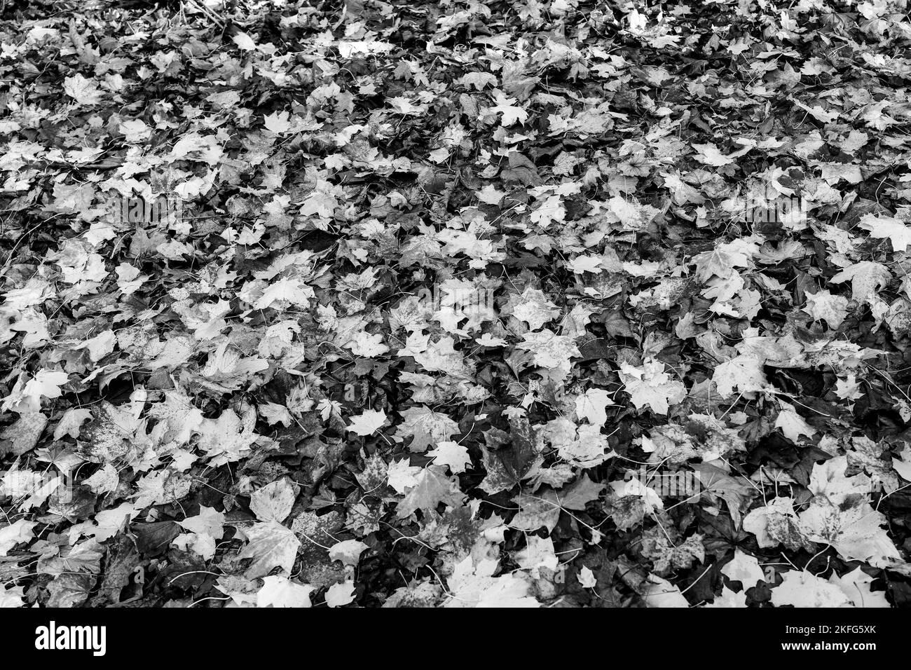 Yellow and brown autumn leaves background. Outdoor. Black and white backround image of fallen autumn leaves perfect for seasonal use. Space for text. Stock Photo