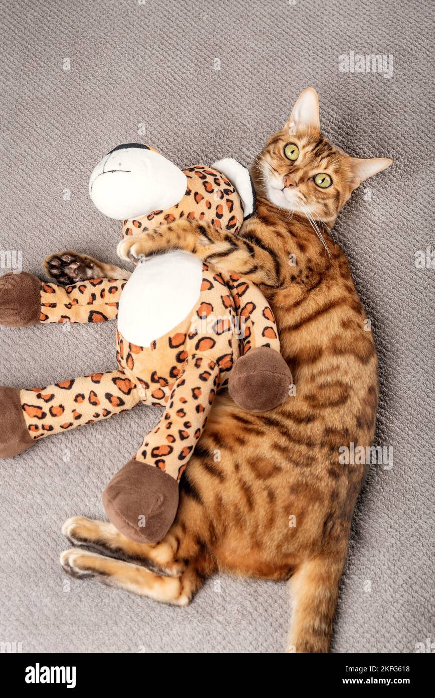 Toy hotsell leopard cat